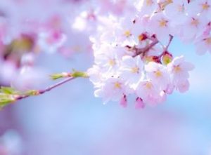日本を代表する花！　3月27日は「さくらの日」
