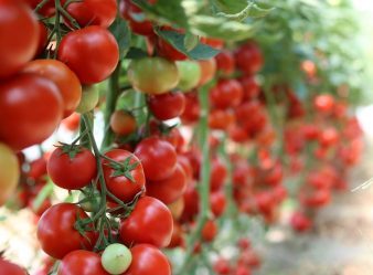 旬の食材「トマト」 リコピンには強力な老化抑制作用があります！