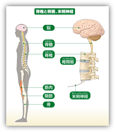 脊椎と脊髄、末梢神経