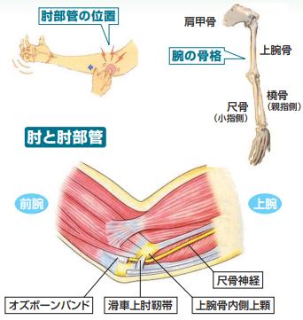 肘部と肘部管の構造