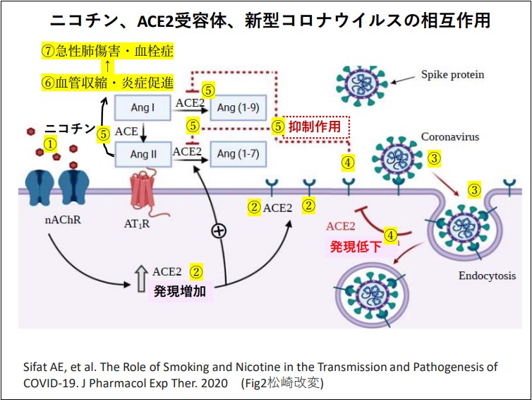 ニコチン、ACE2受容体、新型コロナウイルスの相互作用