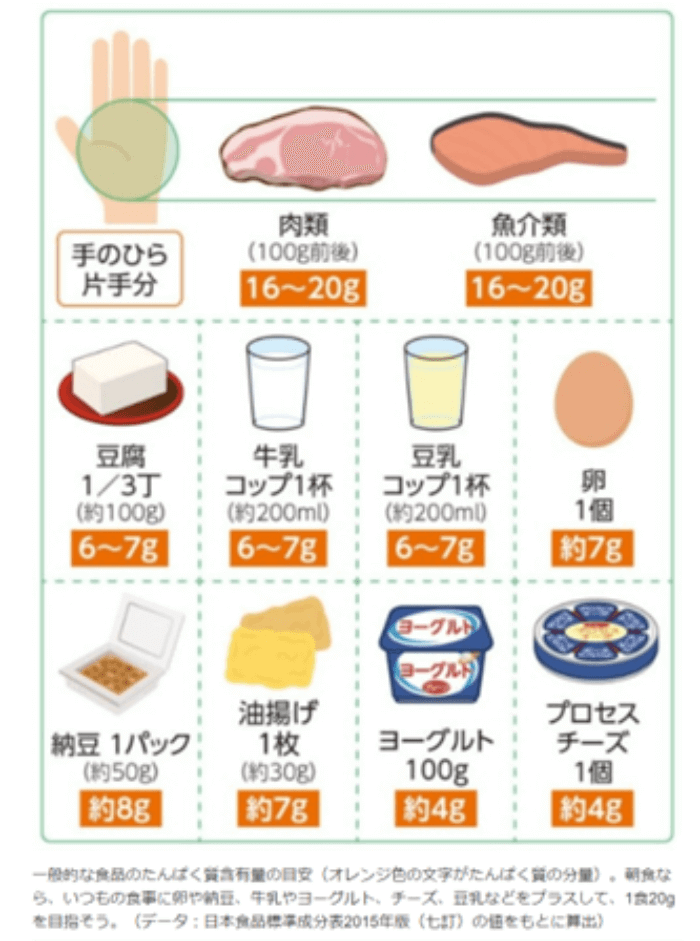 t一般的な食品のたんぱく質含有量目安