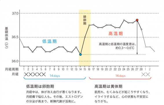 基礎体温