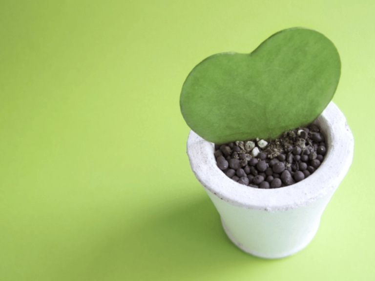 ハート　植物
