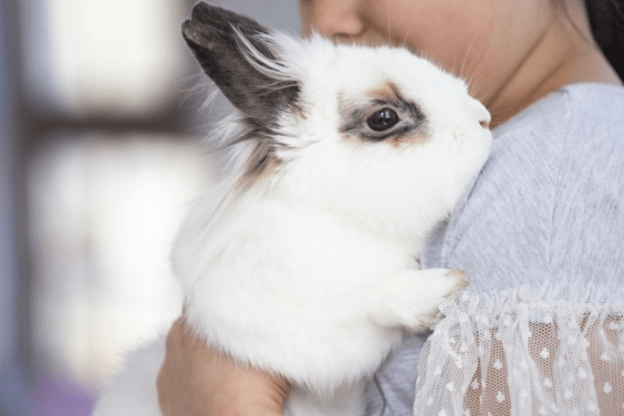 うさぎ